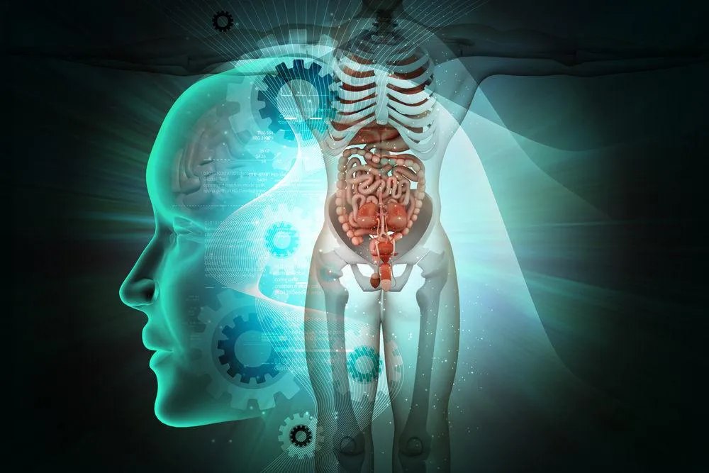 Capa: Baixar Anatomia dos Órgãos e Sistemas: Curso Completo em Download!