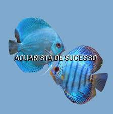 Capa: Aquarista de Sucesso Marcos Alvarenga: Download Curso Completo