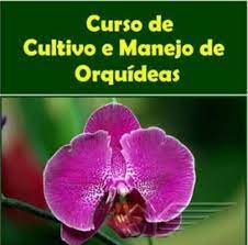 Capa: Baixar Curso Orquídeas: Dominando a Floração em Casa!
