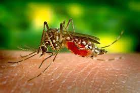 Capa: Baixar Curso Rápido: O Segredo das Doenças Transmitidas por Mosquitos
