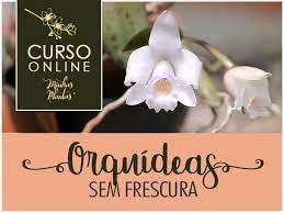 Capa: Orquídeas sem Frescura: Baixe o Curso Completo de Carol Costa
